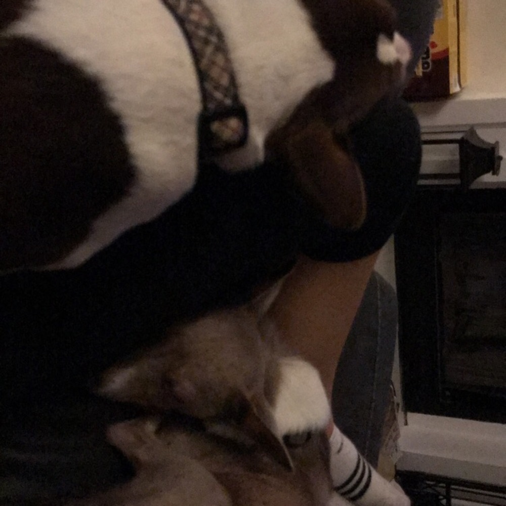 Meet your Posher, Skout